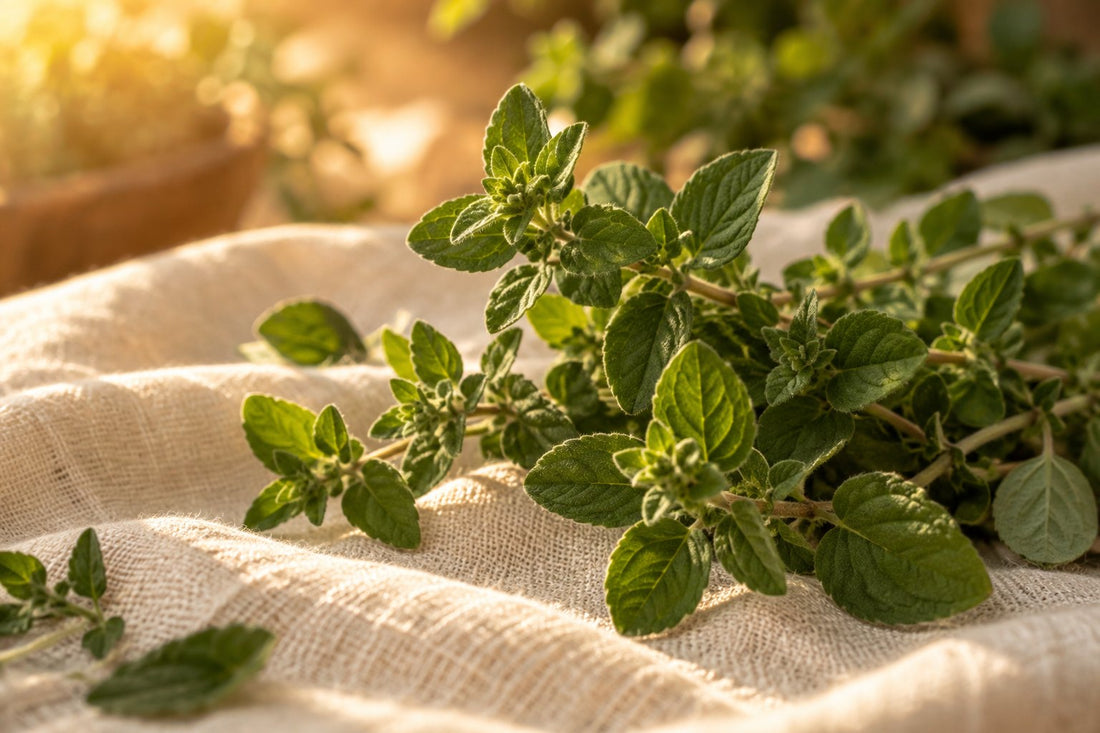 Oregano Oil Supplement Benefits and Side Effects: The Honest Guide