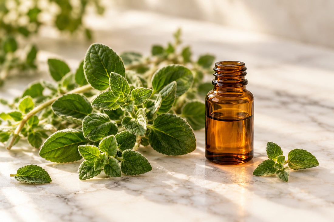 Oregano vs Oil of Oregano: Why the Form You Take Makes All the Difference