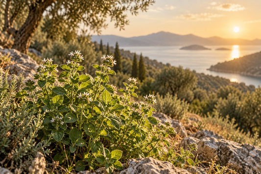 The Best Oregano Oil to Buy: What Actually Separates a Strong Bottle from a Weak One