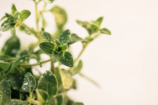 What Is Carvacrol? The Active Compound Behind Oregano Oil's Real Benefits