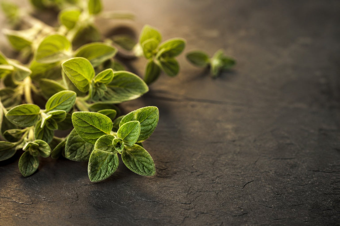 Why Does Oil of Oregano Work? The Science Behind the Supplement