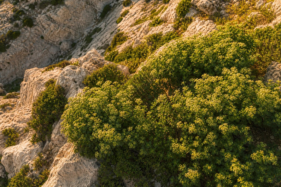What Wild Oregano Oil Actually Does in the Body (A Plain-Language Look at the Science)